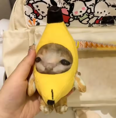 Crying cat